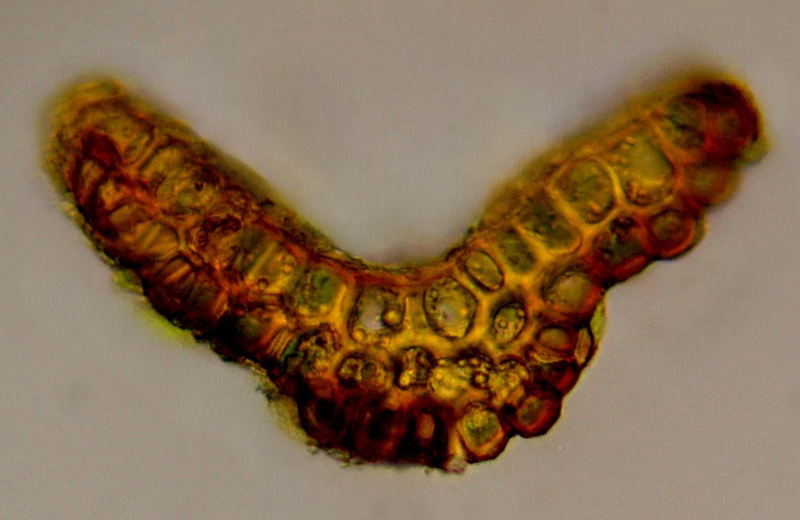 Andreaea rothii